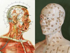 acupuncture points on an illustration and a head bust